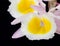 Dendrobium Primulinum Orchid-1