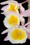 Dendrobium Primulinum Orchid-2