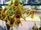 Dendrobium schulleri orchid flower, from Indonesia, Asen, with light color gradations