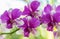 Dendrobium sonia orchid