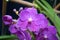 Dendrobium sonia orchid, purple orchid in a garden.