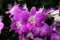 Dendrobium sonia, purple orchid flower