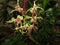 dendrobium spectabile - the alien orchid & x28;baby clara& x29;