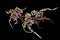 Dendrobium Spectible Orchid