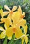 Dendrobium Super Yellow flowers stock photo