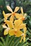 Dendrobium Super Yellow flowers stock photo