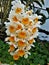 Dendrobium thyrsiflorum with large blossoms spotted in a greenhouse