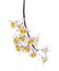 Dendrobium thyrsiflorum orchid, Pinecone-like raceme dendrobium, Dendrobium orchid isolated on white background