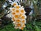 Dendrobium thyrsiflorum spotted in a green house