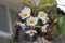 Dendrobium thyrsiflorum is white orchid flower bloom in the garden.