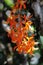 Dendrobium unicum Seidenf