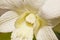 The Dendrobium, the White Orchid