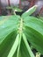 Dendrocalamus Spp bamboo leaf