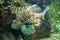 Dendrochirus brachypterus. shortfin turkeyfish, dwarf lionfish fish