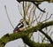 Dendrocopos major aka Greater spotted woodpecker.