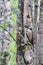 Dendrocopos major. Earlier summer in the forest on the island of Yagry in Severodvinsk. A mottled woodpecker on a tree trunk