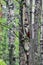 Dendrocopos major. Earlier summer in the forest on the island of Yagry in Severodvinsk. A mottled woodpecker on a tree trunk