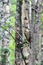 Dendrocopos major. Earlier summer in the forest on the island of Yagry in Severodvinsk. A mottled woodpecker on a tree trunk