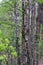 Dendrocopos major. Earlier summer in the forest on the island of Yagry in Severodvinsk. A mottled woodpecker on a tree trunk