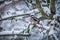 Dendrocopos major sparrowhawk bird on the branch