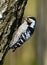 Dendrocopos minor, Lesser Spotted Woodpecker