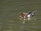 Dendrocygna duck swims quietly in the pond