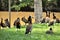 Dendrocygna viduata birds in the shade on sunny day