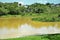 Dendrocygna viduata ducks flying across muddy lake in sunny day