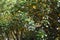 Dendropanax trifidus tree. Arariaceae evergreen tree.