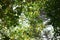 Dendropanax trifidus tree. Arariaceae evergreen tree.