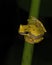 Dendropsophus ebraccatus, also known as the hourglass treefrog or pantless treefrog