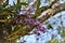 Dendrubium Nobile Orchid with flowers on the tree trunk