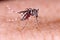 Dengue zika chikungunya fever mosquito aedes aegypti on human skin