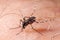 Dengue, zika and chikungunya fever mosquito aedes albopictus bitting human skin