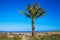 Denia beach Las Marinas with palm trees Alicante