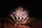 DENIA, SPAIN - JULY 16, 2017: Musical fireworks in Denia