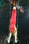 Denis Abliazin of Russian Federation competes at the Men`s Rings Final on artistic gymnastics competition at Rio 2016 Olympic Game