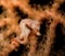 Denise pygmy seahorse