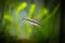 Denison barb Sahyadria denisonii isolated on a fish tank