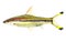 Denison\'s barb