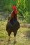 Denizli rooster hen crowing and looking at camera