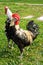 Denizli rooster, The typical rooster breed in Denizli province