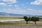 Denizli, Turkey, salt, lake, Acigol Lake, the Bitter Lake, white, green, nature, environmental conservation, saline, road, Asia