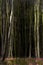 Dense abstract blurred forest, long tree trunks and flowers at t