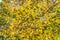 Dense autumn leaves on the maple trees