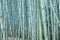 Dense bamboo forest