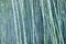 Dense bamboo forest closeup