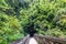 Dense bamboo forest at the Pipiwai trail