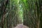 Dense bamboo forest at the Pipiwai trail