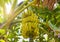 Dense banana grove in the Maldives